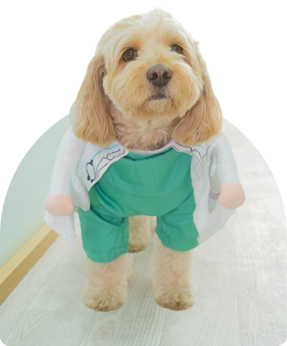 Imagen de Dr. Chapo